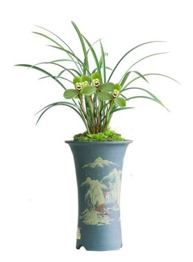 春兰老种宋梅兰花苗带花苞花卉