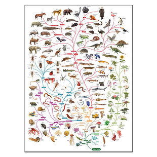 生命之树装饰画 自然生物起源达尔文进化图动植物教育科普海报