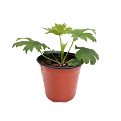 大花飞燕草花园春季花量大好养