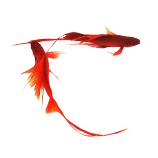 高帆红剑鱼双尾燕尾高鳍红箭鱼热带红白燕尾剑发财观赏小型鱼活体