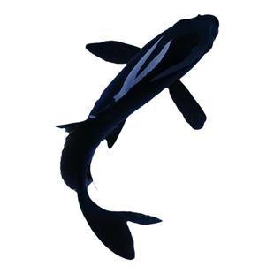 金火凤凰锦鲤鱼活体鱼缸观赏鱼龙鲤冷水鱼苗金鱼活鱼大长尾蝴蝶鲤