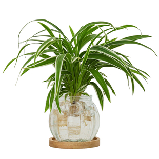 金边吊兰盆栽花卉植物办公室内桌面好养工位绿植水培垂吊客厅盆景