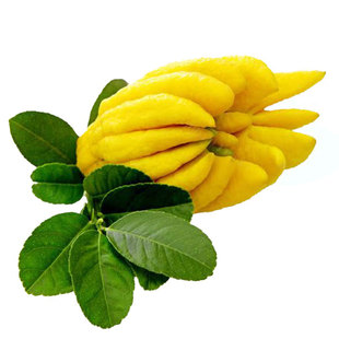 云南新鲜佛手果柑香橼观赏清供把玩闻香食用非金华盆景3-10斤包邮