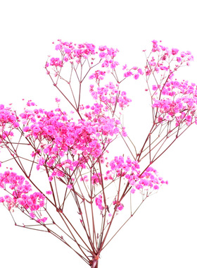 干花永生ins家居装饰小清新摆设
