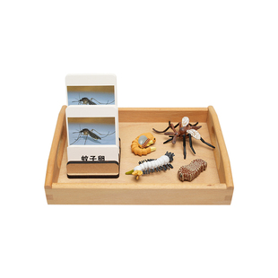 蒙氏语言区教具三段卡模型对应 3-6岁教学用品动物成长周期认知