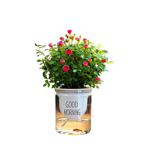 【带花带盆】迷你超微姬月季苔藓球四季好养花卉阳台桌面绿植盆栽