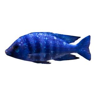 三湖慈鲷鱼包邮小尺寸活体鱼苗合集马鲷观赏热带鱼三湖慈鲷活体