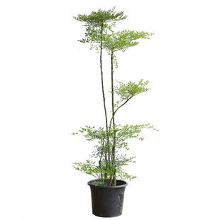 好运常在南天竹盆栽老桩客厅落地绿植室内禅意造型南天竺大型植物