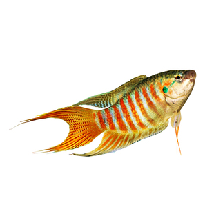 中国斗鱼活体活鱼冷水淡水观赏鱼鱼苗耐养不打氧小型鱼好养活鱼