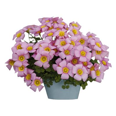 天狼 酢浆草种球 喜光新手易养易爆盆花量大秋植球根花卉