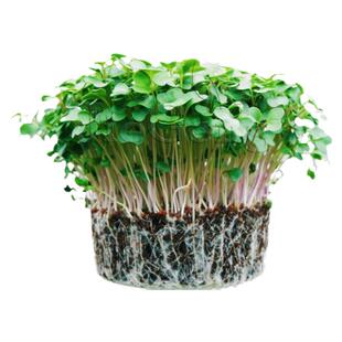西兰花种子 芽苗菜青花菜西蓝花椰菜微型蔬菜Broccoli Micro Seed