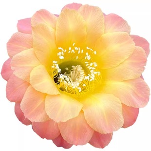 大花彩草开花仙人球仙人掌多肉植物室内外阳台花卉绿植好养活盆栽