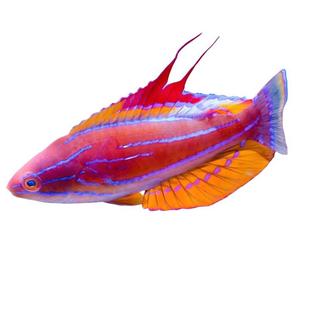 红龙黄六线快闪圣诞火焰鹰雀2B美国五线狐隆头合集海水鱼活体观赏