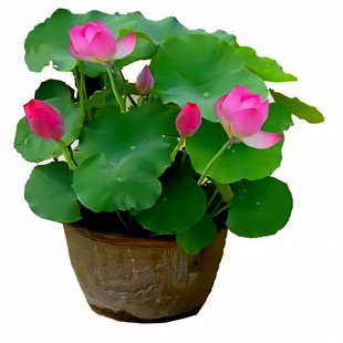 观赏荷花种籽大型荷花种子池塘水养荷花夏季莲藕种子室外莲花种子