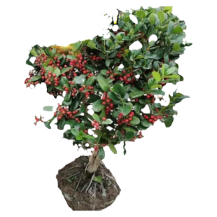 无刺枸骨树苗盆景庭院四季常青苗球北方耐寒绿化苗木满堂红鸿运果