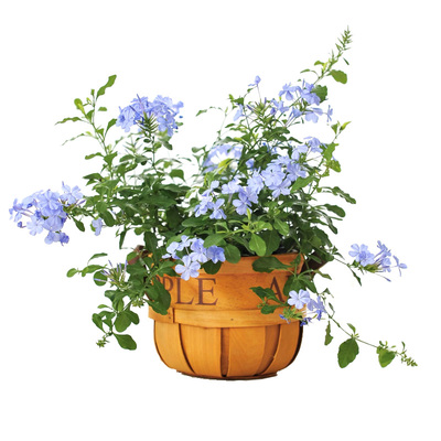 种花王大爷 蓝雪花苗盆栽植物开花易养阳台花卉庭院花园爬藤耐热