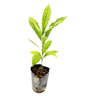 黄宝石黄晶果树苗黄金果嫁接苗种子苗带土大果四季奶香南方果树苗