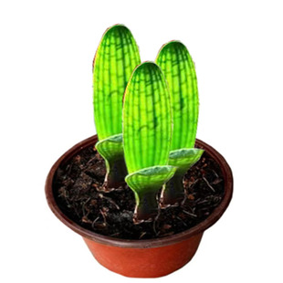 东北长春新精品君子兰一花黄体腊膜花脸短叶圆头和尚盆栽花卉小苗