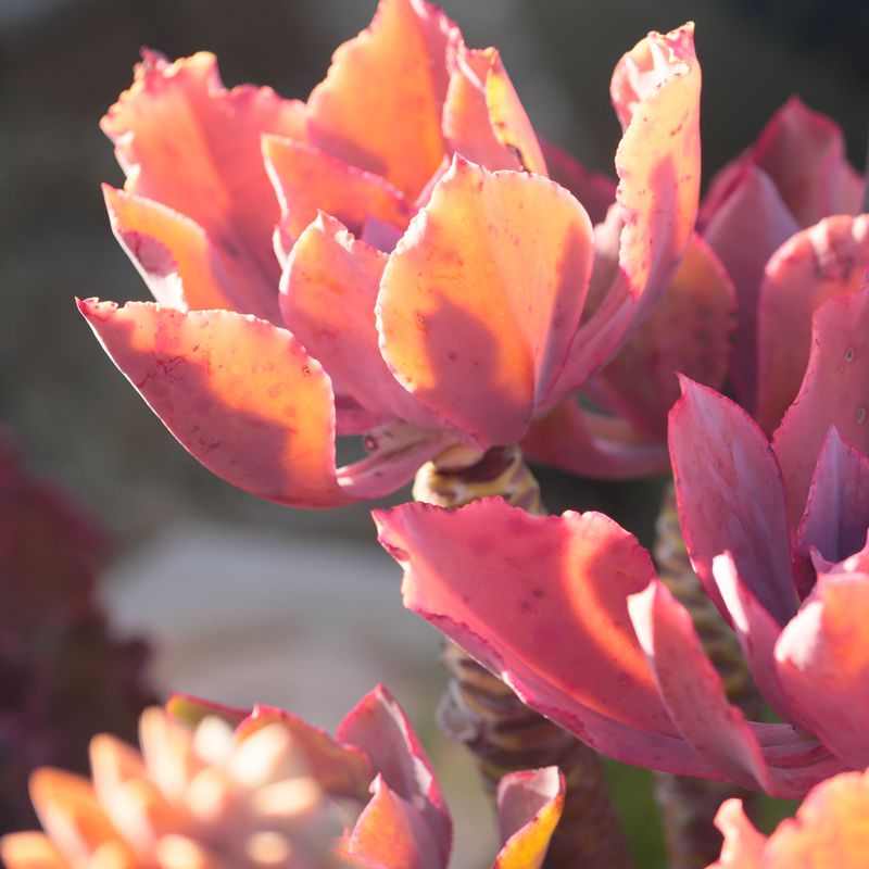 【B】古木派一物一拍(138~988区间)紫乐锦云南精品控型多肉老桩