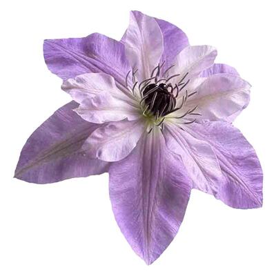 单瓣大花倒影铁线莲盆栽爬藤植物