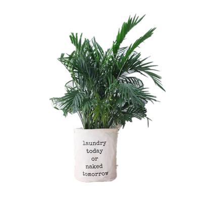 富贵花卉客厅好养袖珍椰子凤尾竹