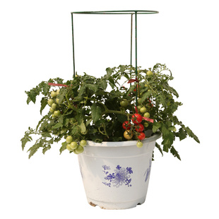 瀑布小番茄种子种籽苗孑西红柿秧菜苗批发秧苗大全盆栽圣女果苗