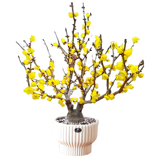 高杆腊梅花树苗丛生庭院别墅耐寒冬季开花卉植物原生浓香素心腊梅