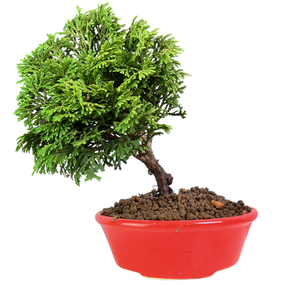 黄金津山桧进口母本稀有品种培育