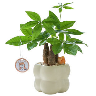 【早旺发财】室内桌面办公室发财树盆栽绿植花卉耐阴好寓意送朋友