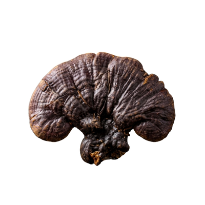 云南野生紫灵芝整枝灵芝天然深山源头自然黑灵芝正品深山采摘滋补