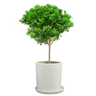 金叶子米兰花香常绿植物花卉盆栽室内外阳台花园庭院四季好养盆景