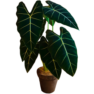 绿天鹅绒海芋盆栽北欧Ins风客厅室内外桌面观叶绿植好养净化空气