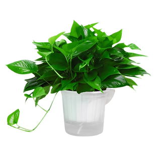 绿萝盆栽室内植物绿箩长藤大叶新房家用净化绿植水培花卉绿罗