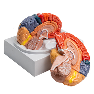 PNATOMY 大脑模型人脑血管神经科脑解剖彩色脑功能区教学小脑脑干