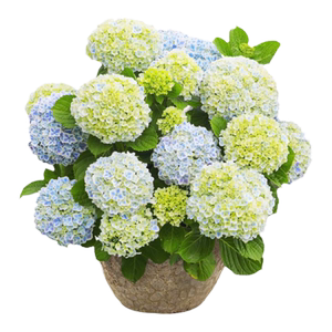 海蒂的花园旗舰店绣球花苗无尽夏花手鞠绣球阳台庭院花卉盆栽植物