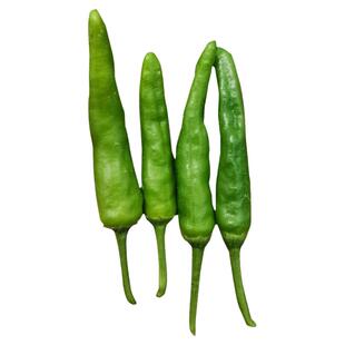 正宗寿禾樟树港辣椒种子种籽岳阳特产樟树港湖南辣椒苗孑苗秧秧苗