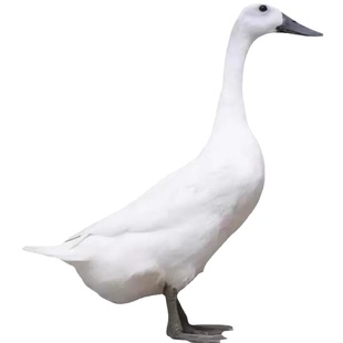 三年的老鸭连城白鹜鸭连城白鸭农家散养鸭鲜新现杀真空发顺丰