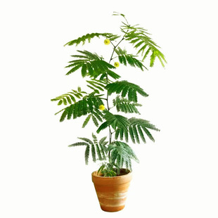 密叶猴耳环日本进口稀有籽播苗小豆树室内网红观叶植物