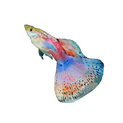 蓝草尾孔雀鱼缎带活体孕母临产