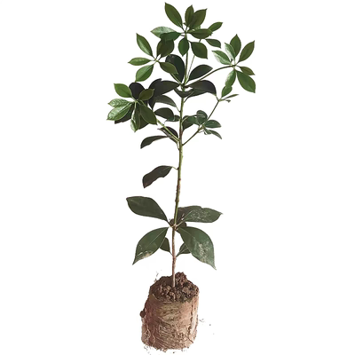 八角苗嫁接罗马东荣大红树苗大料