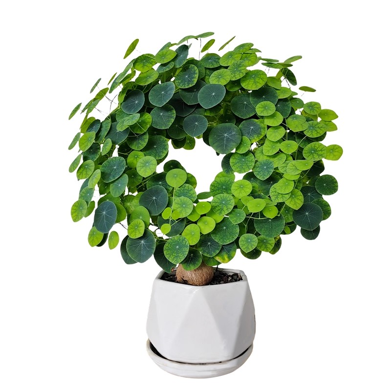 山乌龟爬藤植物金不换种球红藤圆叶盆栽室内阳台桌面观叶绿植四季