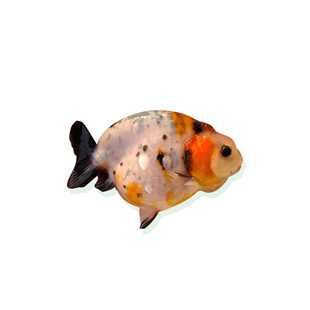 精品百褶粉色樱花泰狮进口金鱼f1观赏鱼苗将军冷水淡水好养观赏鱼