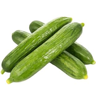 荷兰水果小黄瓜种籽蔬菜种子孑大全高产四季农家早春夏季阳台南方