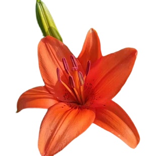 【带芽发货】香水百合种球四季种植盆栽室内阳台花卉绿植种子耐寒