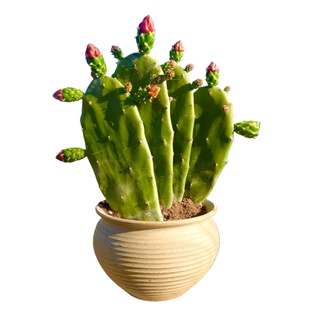 无刺仙人掌胭脂仙人掌红色花仙人掌可食用懒人花卉净化空气