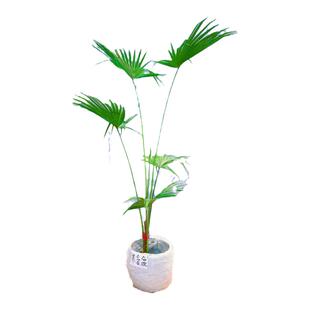 蒲葵大叶蒲葵老人葵老桩大型绿植耐寒耐热室内室外四季常清