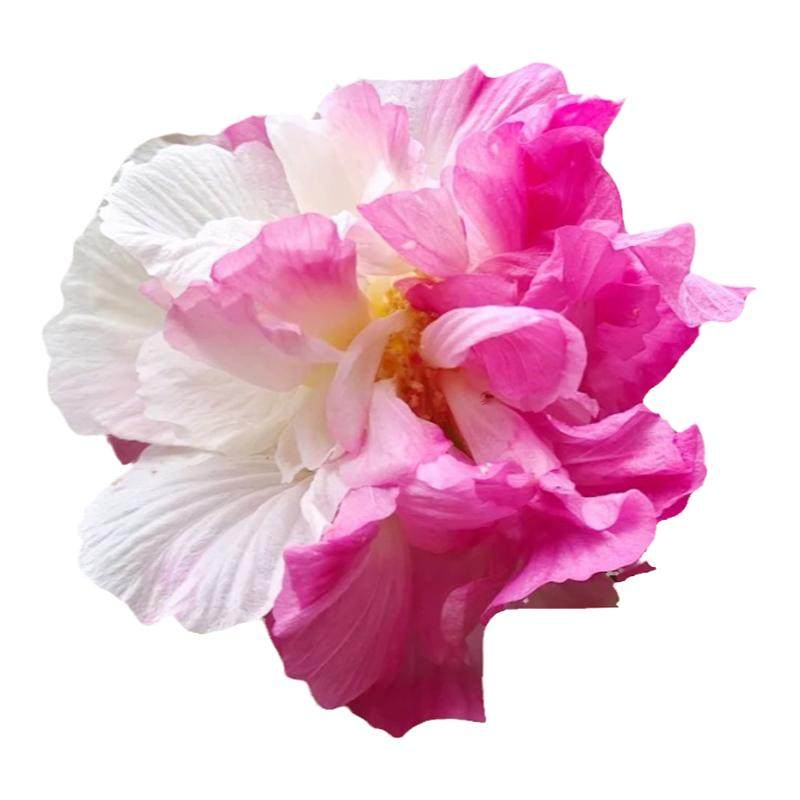 芙蓉花树苗盆栽重瓣三醉芙蓉花苗室内外庭院耐寒种植四季开花植物