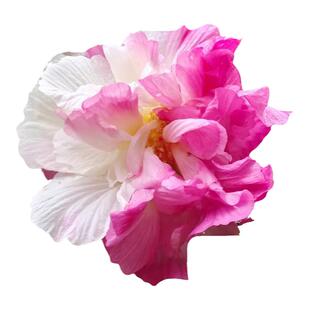 芙蓉花树苗盆栽重瓣三醉芙蓉花苗室内外庭院耐寒种植四季开花植物