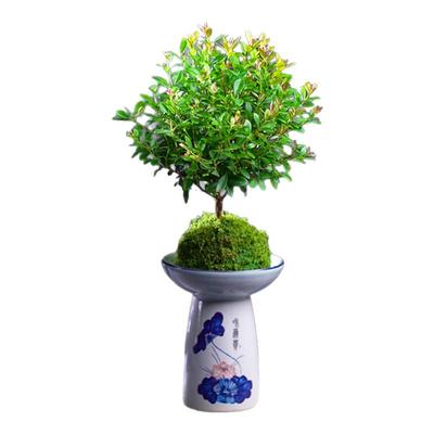 小叶赤楠四季常青室内美观优雅