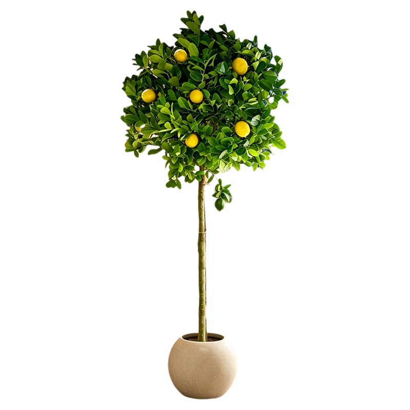 柠檬树带花带果四季种植大盆栽